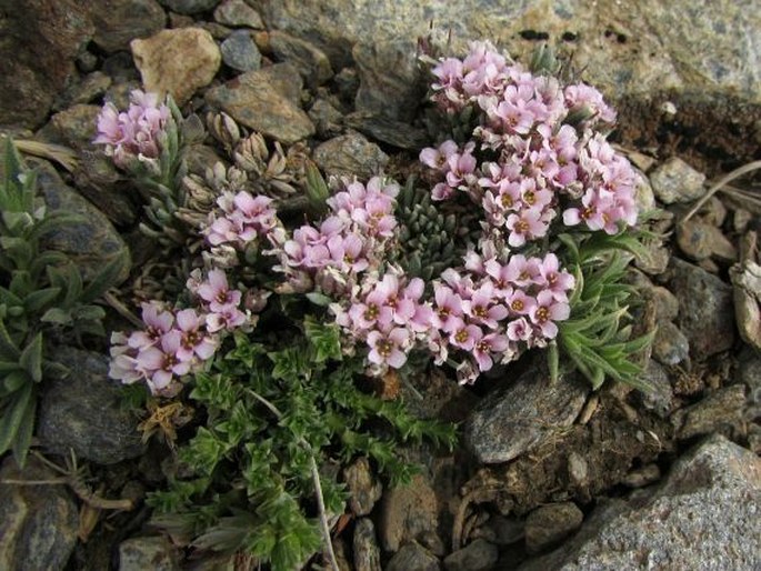 Hormathophylla purpurea