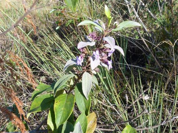 Hyptidendron arboreum