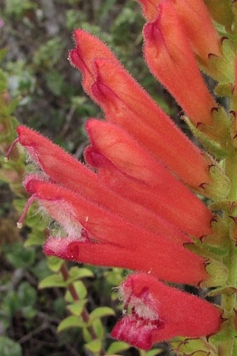 Lamourouxia viscosa