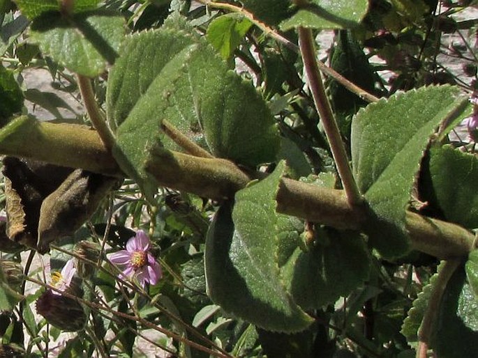 Lamourouxia viscosa