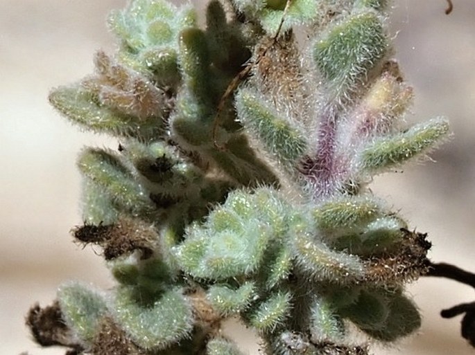 Lindenbergia indica