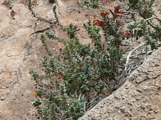 Lindenbergia indica