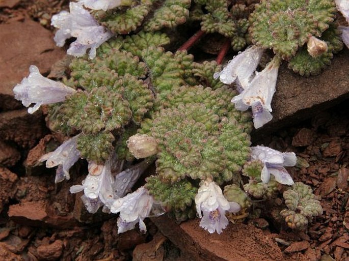 Marmoritis rotundifolia