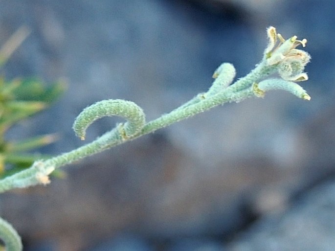 Morettia parviflora