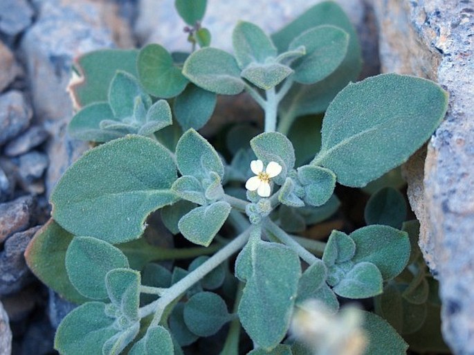 Morettia parviflora