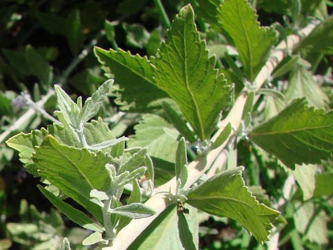 Perovskia atriplicifolia