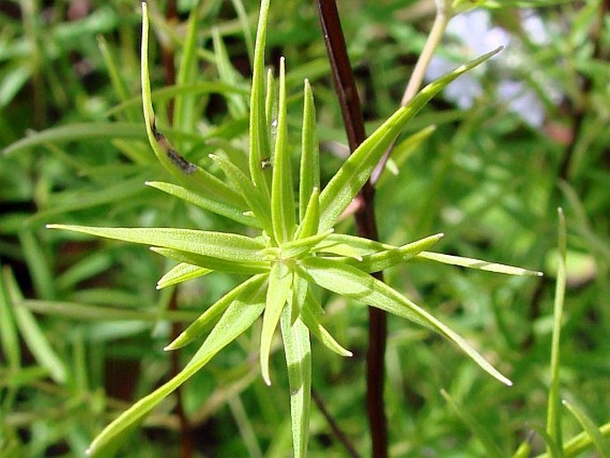 Pycnanthemum tenuifolium