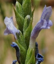 Lavandula pubescens