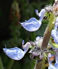 Plectranthus barbatus